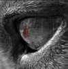Ghost_Wolf
