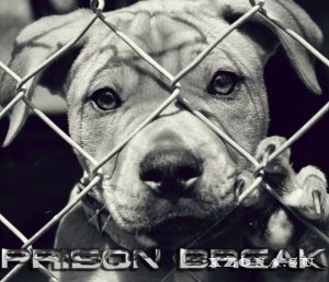 Prison Break - Prison Break (2015)